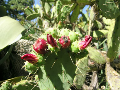 APII jpeg image of Opuntia elatior  © contact APII