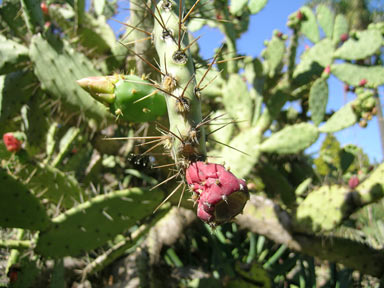 APII jpeg image of Opuntia elatior  © contact APII