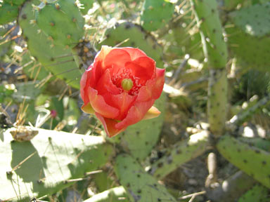 APII jpeg image of Opuntia elatior  © contact APII