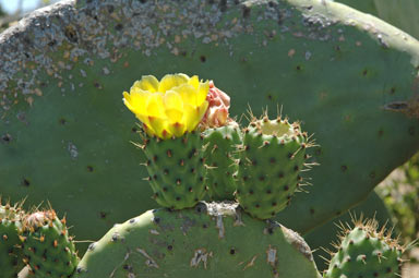 APII jpeg image of Opuntia ficus-indica  © contact APII