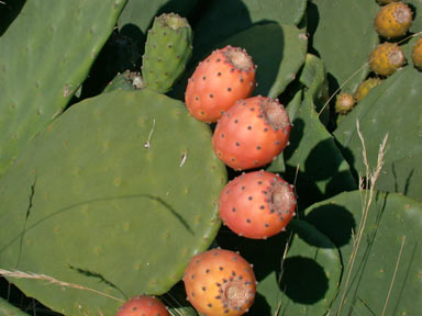 APII jpeg image of Opuntia ficus-indica  © contact APII