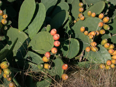 APII jpeg image of Opuntia ficus-indica  © contact APII