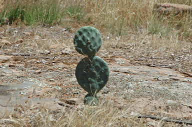 APII jpeg image of Opuntia robusta  © contact APII