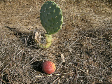 APII jpeg image of Opuntia robusta  © contact APII