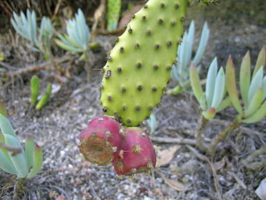 APII jpeg image of Opuntia schickendantzii  © contact APII