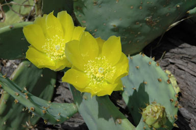 APII jpeg image of Opuntia stricta  © contact APII