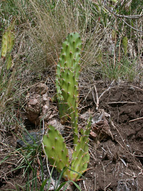 APII jpeg image of Opuntia monacantha  © contact APII