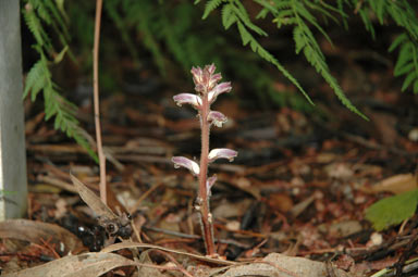 APII jpeg image of Orobanche minor  © contact APII