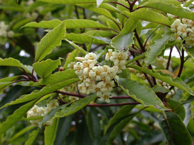 APII jpeg image of Pittosporum undulatum  © contact APII