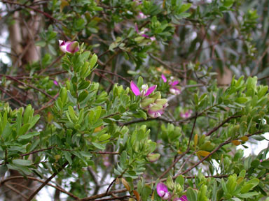 APII jpeg image of Polygala myrtifolia  © contact APII