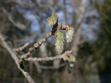 APII jpeg image of Populus alba  © contact APII