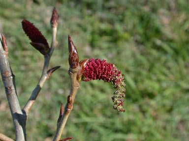 APII jpeg image of Populus nigra  © contact APII