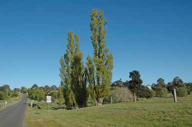 APII jpeg image of Populus nigra  © contact APII