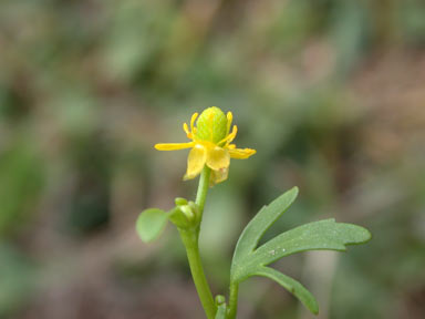 APII jpeg image of Ranunculus sceleratus subsp. sceleratus  © contact APII