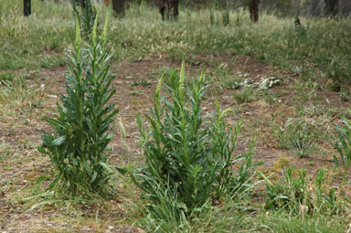 APII jpeg image of Reseda luteola  © contact APII