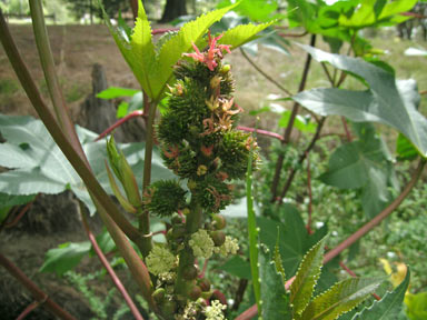 APII jpeg image of Ricinus communis  © contact APII