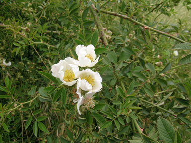 APII jpeg image of Rosa canina  © contact APII