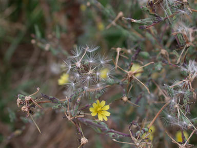 APII jpeg image of Lactuca serriola  © contact APII