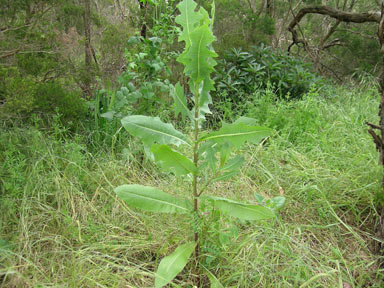 APII jpeg image of Lactuca serriola  © contact APII