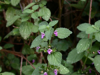 APII jpeg image of Lamium purpureum  © contact APII