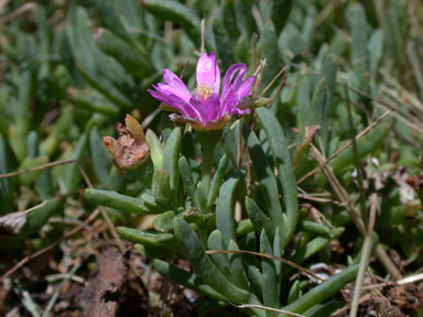 APII jpeg image of Lampranthus tegens  © contact APII