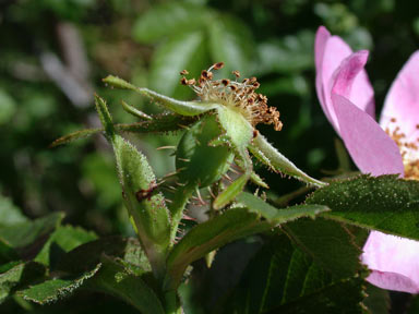 APII jpeg image of Rosa rubiginosa  © contact APII