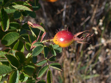 APII jpeg image of Rosa rubiginosa  © contact APII