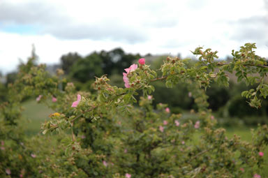 APII jpeg image of Rosa rubiginosa  © contact APII