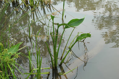 APII jpeg image of Sagittaria platyphylla  © contact APII