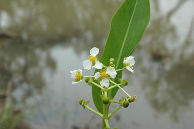 APII jpeg image of Sagittaria platyphylla  © contact APII