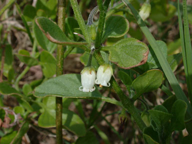 APII jpeg image of Salpichroa origanifolia  © contact APII