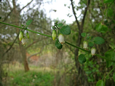 APII jpeg image of Salpichroa origanifolia  © contact APII