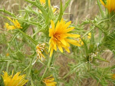 APII jpeg image of Scolymus hispanicus  © contact APII