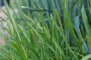 APII jpeg image of Setaria verticillata  © contact APII