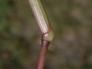 APII jpeg image of Setaria verticillata  © contact APII