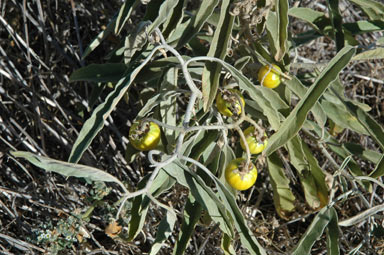 APII jpeg image of Solanum elaeagnifolium  © contact APII