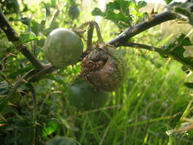 APII jpeg image of Solanum linnaeanum  © contact APII