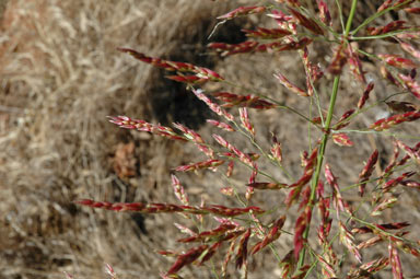 APII jpeg image of Sorghum halepense  © contact APII