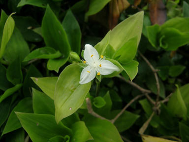 APII jpeg image of Tradescantia fluminensis  © contact APII