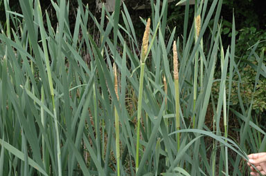 APII jpeg image of Typha latifolia  © contact APII