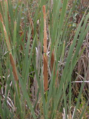 APII jpeg image of Typha orientalis  © contact APII