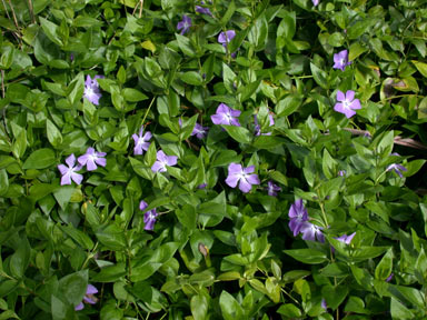 APII jpeg image of Vinca major  © contact APII