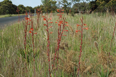 APII jpeg image of Watsonia meriana var. bulbillifera  © contact APII