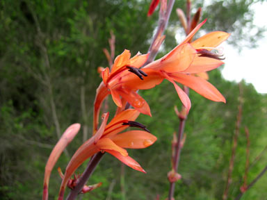 APII jpeg image of Watsonia meriana var. bulbillifera  © contact APII