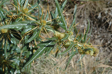 APII jpeg image of Xanthium spinosum  © contact APII