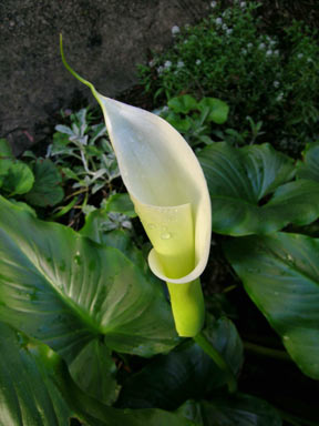 APII jpeg image of Zantedeschia aethiopica  © contact APII