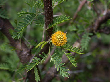 APII jpeg image of Vachellia farnesiana  © contact APII