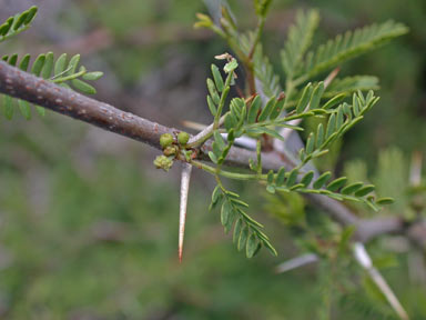 APII jpeg image of Vachellia farnesiana  © contact APII