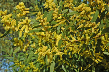 APII jpeg image of Acacia longifolia subsp. sophorae  © contact APII