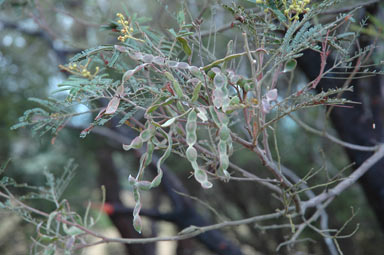 APII jpeg image of Acacia mearnsii  © contact APII